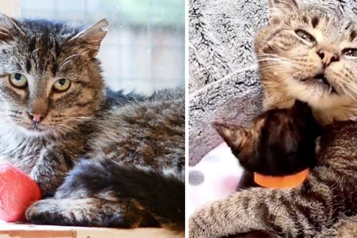 Grandpa Cat Waited Months to Cuddle Kittens, Has His Dream Come True
