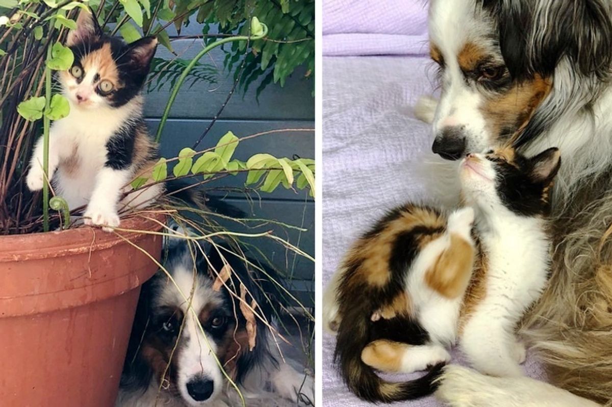 Dog Misses His Old Cat Until a Tiny Kitten Shows Up Needing a Mom