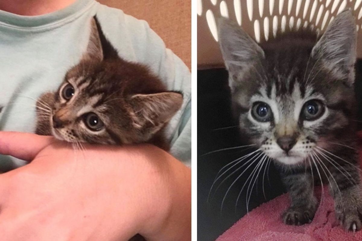 Brave Kitten Tries to Get Inside Pharmacy to Look for Help