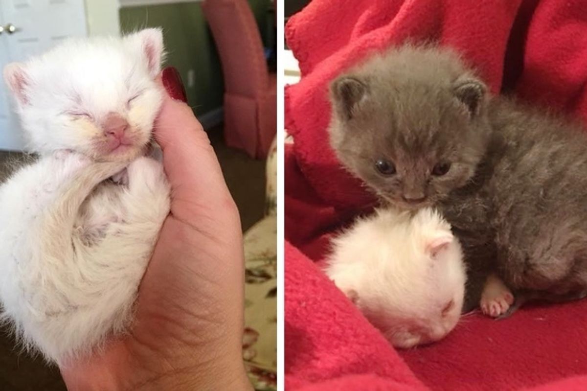 Kittens Abandoned in Basement, In Need of Love - Surrogate Cat Mom Saves Their Lives