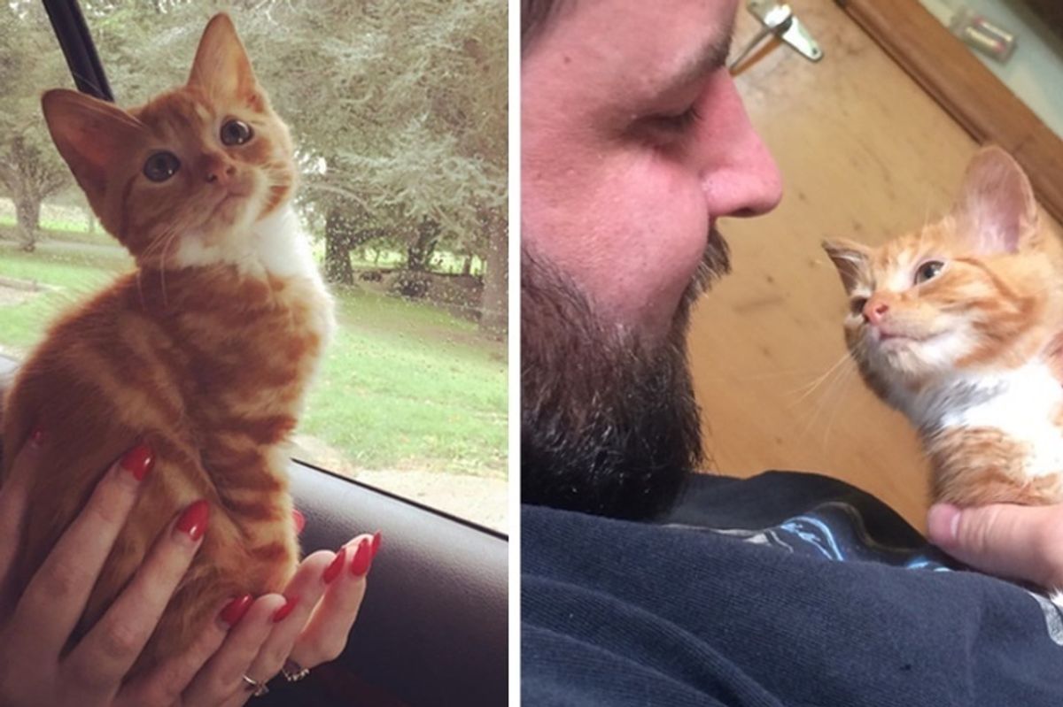 Kitten Who Can't Grow Finds Someone He Loves and Wriggles His Way into Their Hearts