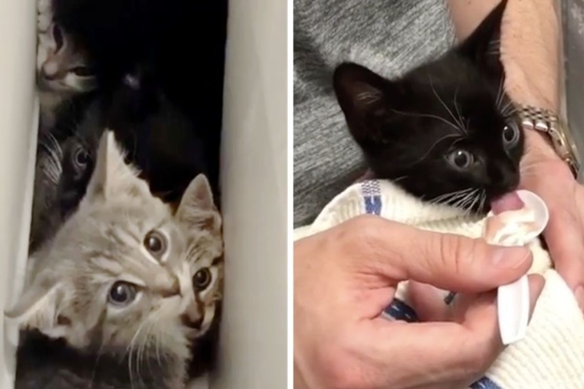 Scared Kittens Rescued from Wood Pile Discover Love with Help from Baby Food