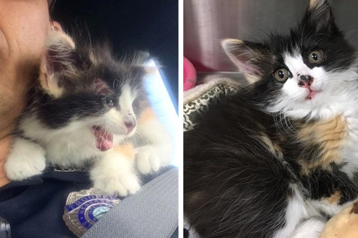 Kitten Cuddles Rescuer After Being Saved from Unthinkable Ordeal on Highway
