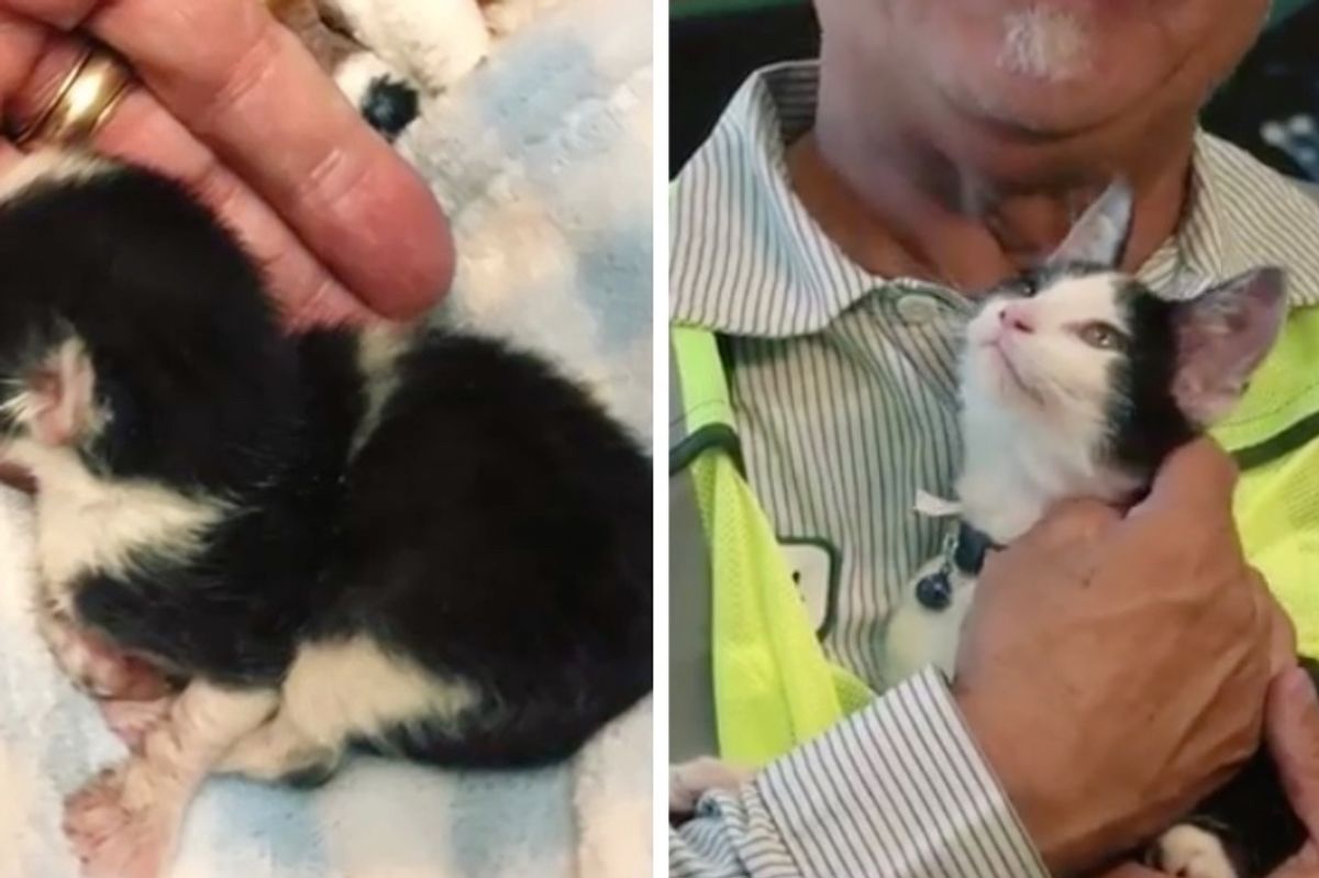Man Finds Abandoned Kitten in His Truck, Rushes to Get Him Help and Never Forgets About Him