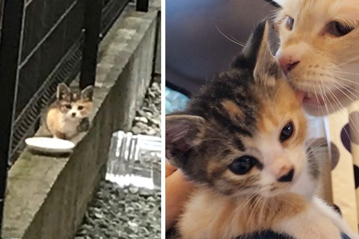 Stray Kitten Found Without a Mom Finds Love in 5 Other Cats at Foster Home
