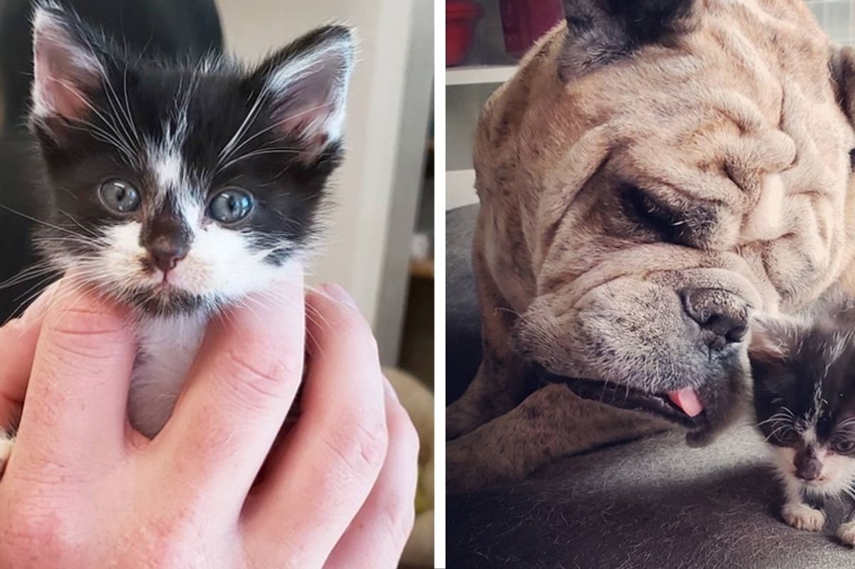 Kitten Found without a Mom, Clings to Everyone Around Him for Love