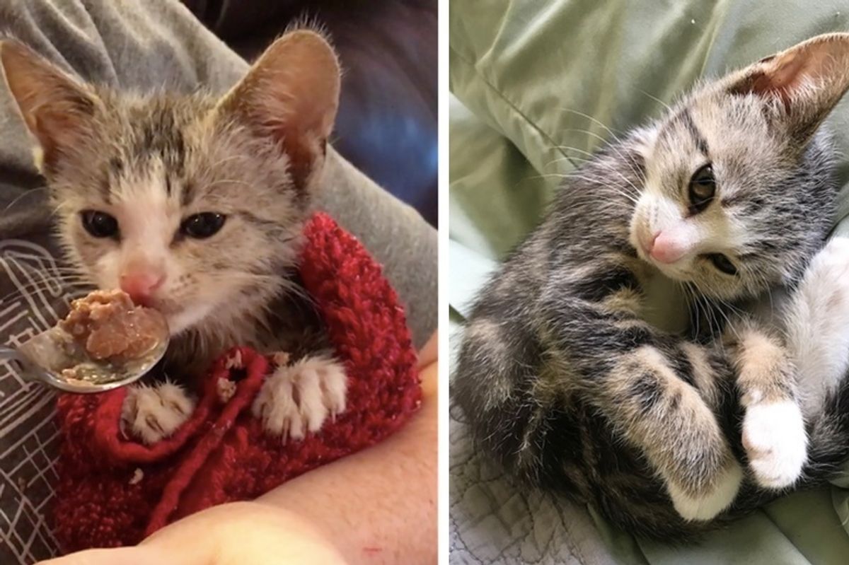 Couple Found Kitten Darting In Front of Cars and Rushed to Save Him