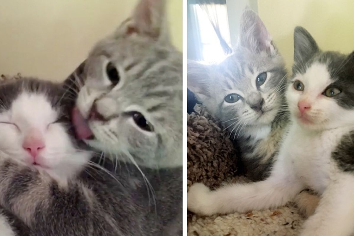 Kitten Who Lost His Siblings, Finds New Brother to Cuddle - They Won't Leave Each Other's Side