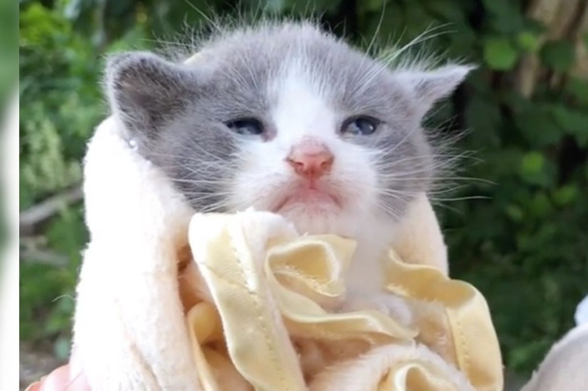 Woman Hears Kitten's Cries and Finds Him and His Brothers Just in Time