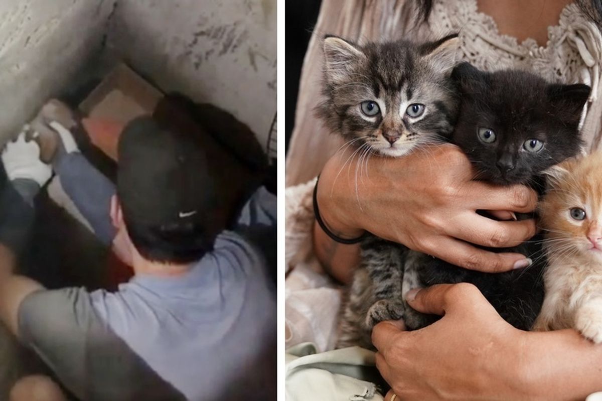 Construction Workers Find Kittens and Keep Them Protected Until They are Rescued