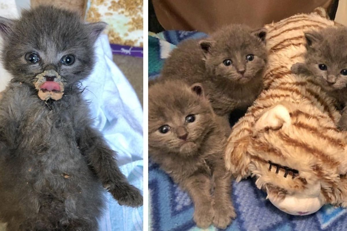 4 Kittens Found Someone to Love After They Were Discovered on a Boat