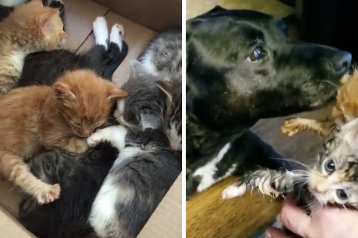 11 Kittens Who Came to Shelter in a Box, Find Motherly Love in Rescued Dog