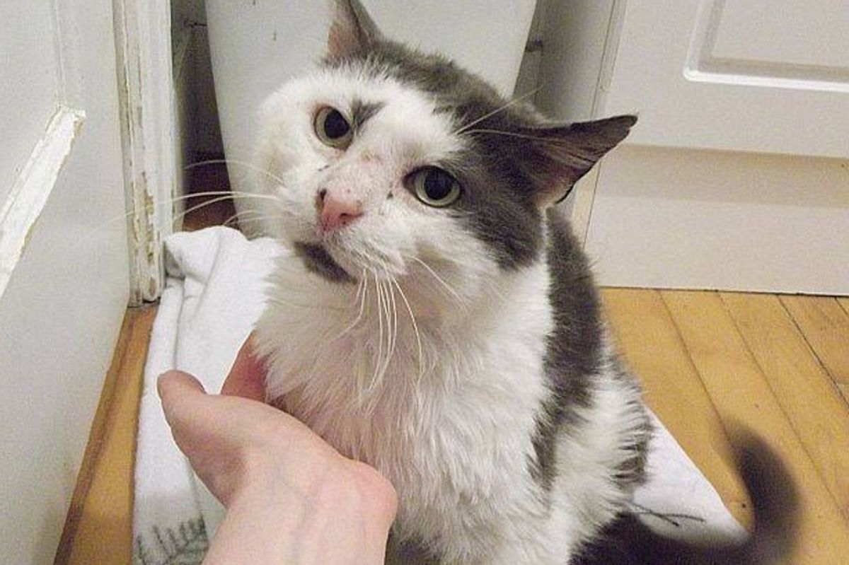 After 11 Years On the Street, Cat Makes Incredible Recovery While Others Didn't Think He Would Survive