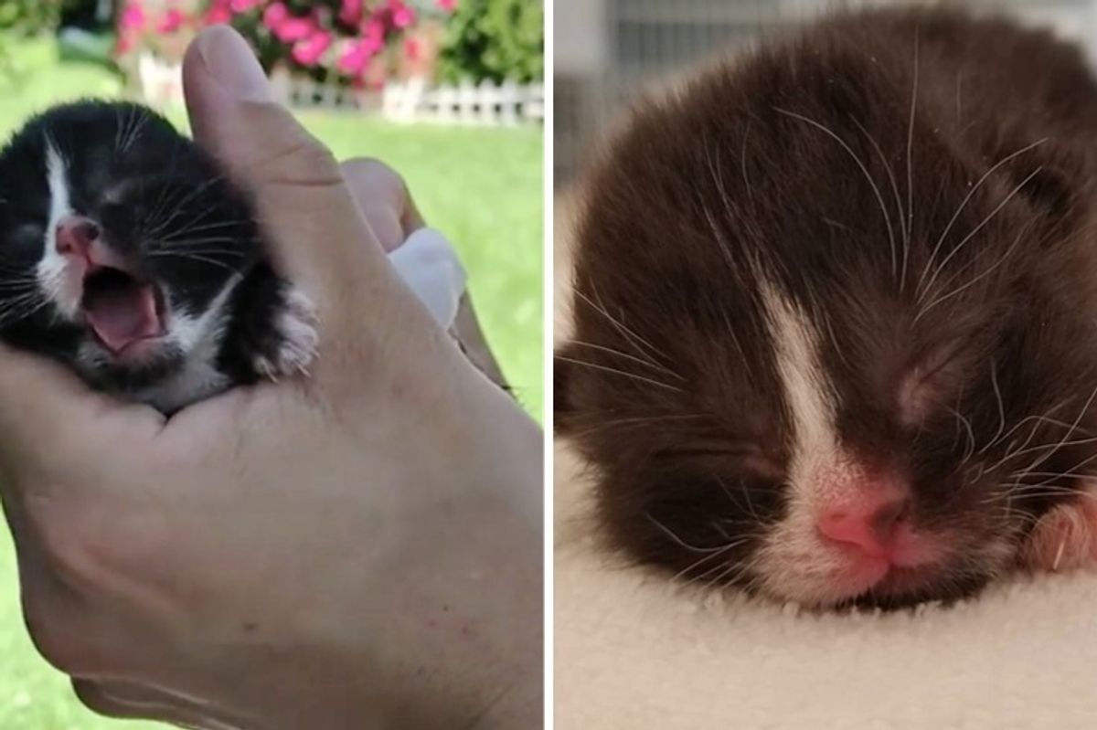 Rescuers Thought They Heard a Bird But Found a Tiny Kitten Alone in Yard