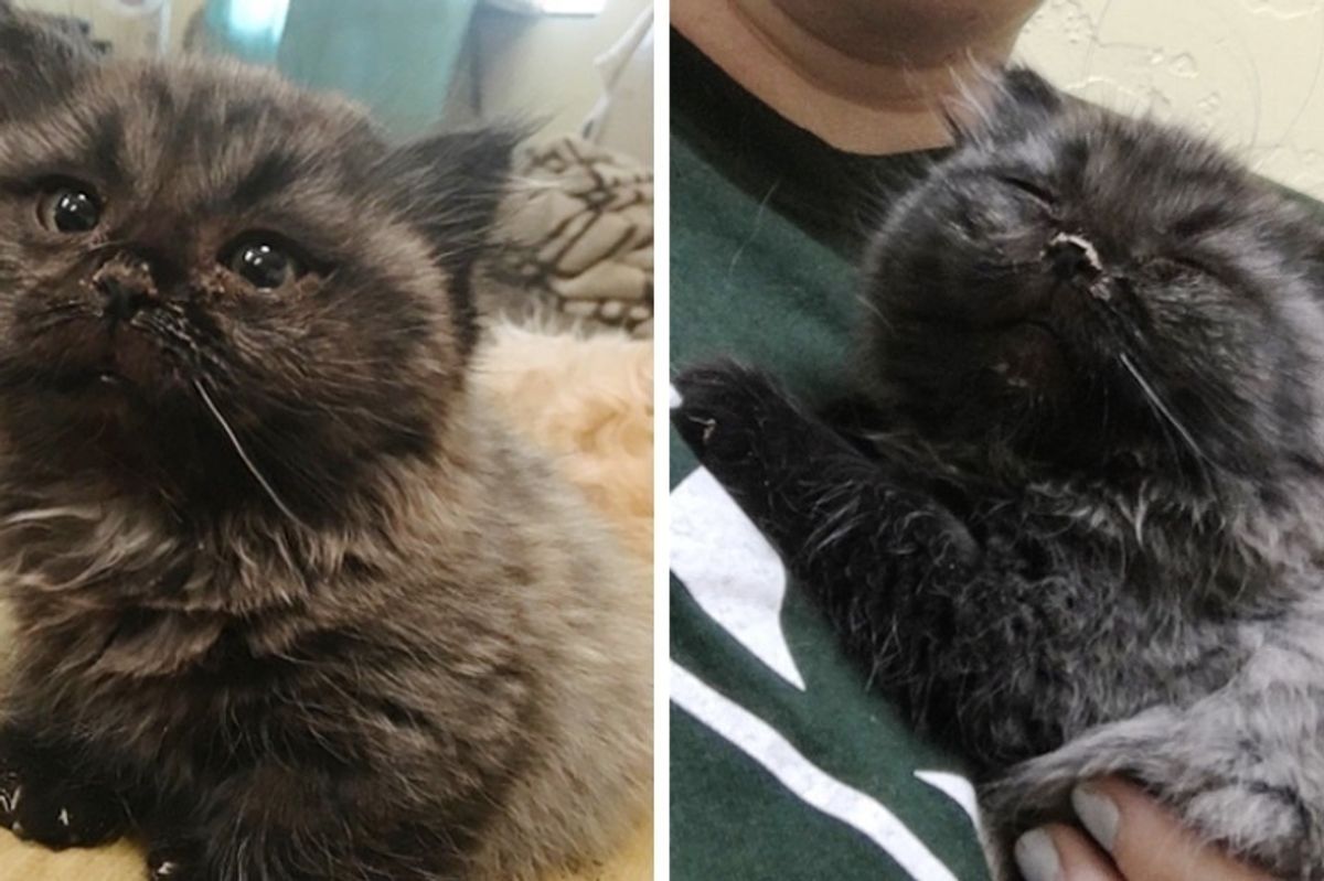 Dwarf Kitten Found Living Under a Shed, Discovers Cuddles for the First Time