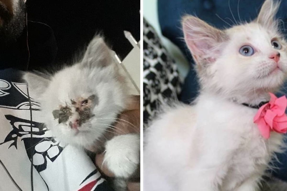 Kitten Found in Alley Gets Help to See and Thinks Her Foster Dad is Her 'Mom'