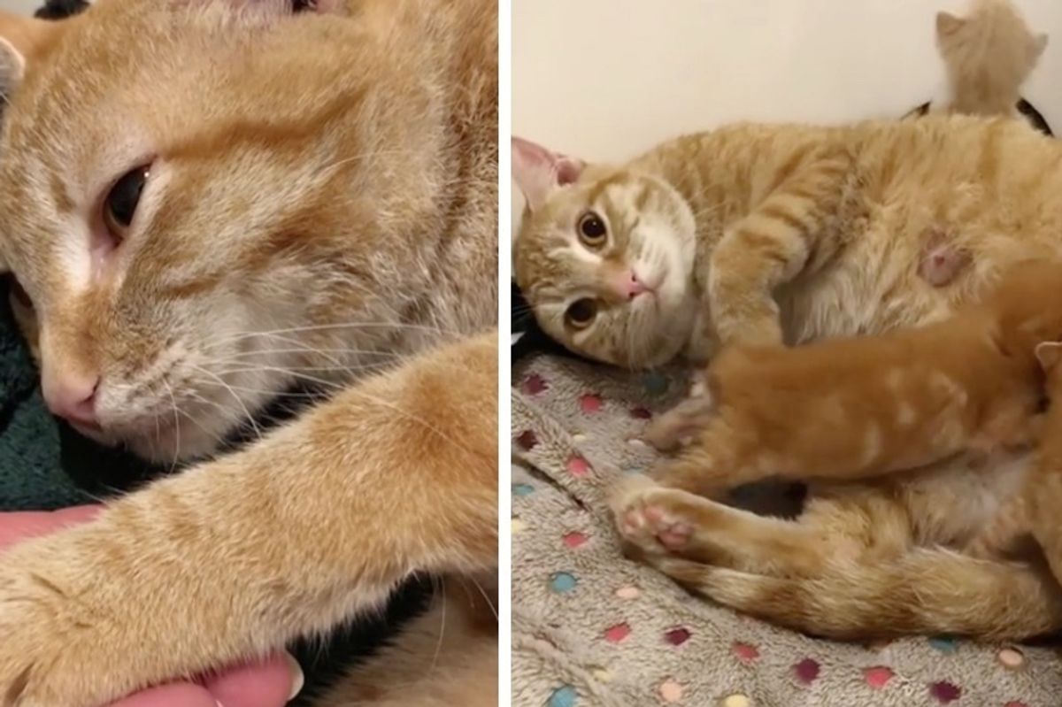 Cat Dropped Off to Be Euthanized But the Vet Refused and Helped Reunite Her with Her Kittens