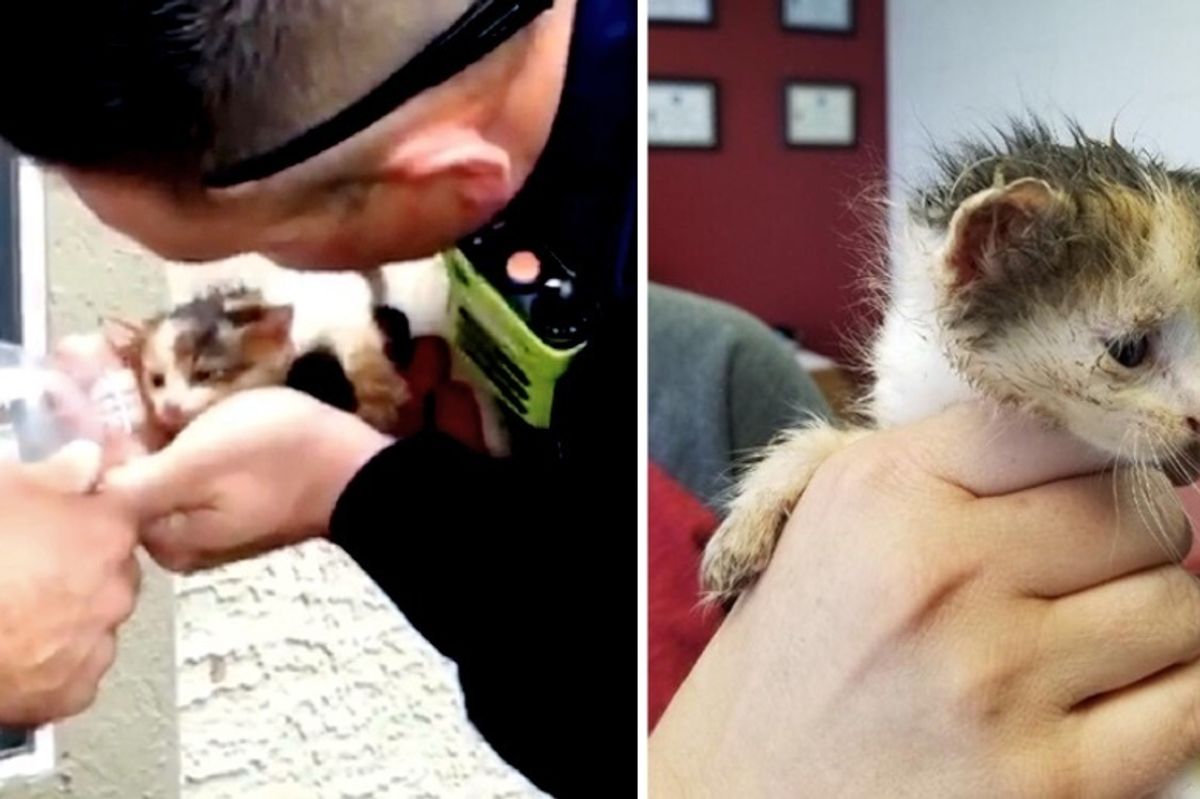 Kitten Trapped in Pipe, Gets Freed by Firefighters and Community - They Go Back to Find Her Siblings and Mom
