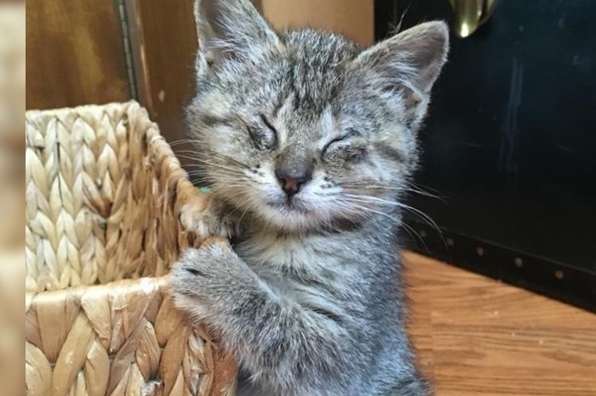 Kitten Who Can't See, Finds Love for the First Time and Can't Get Enough of It