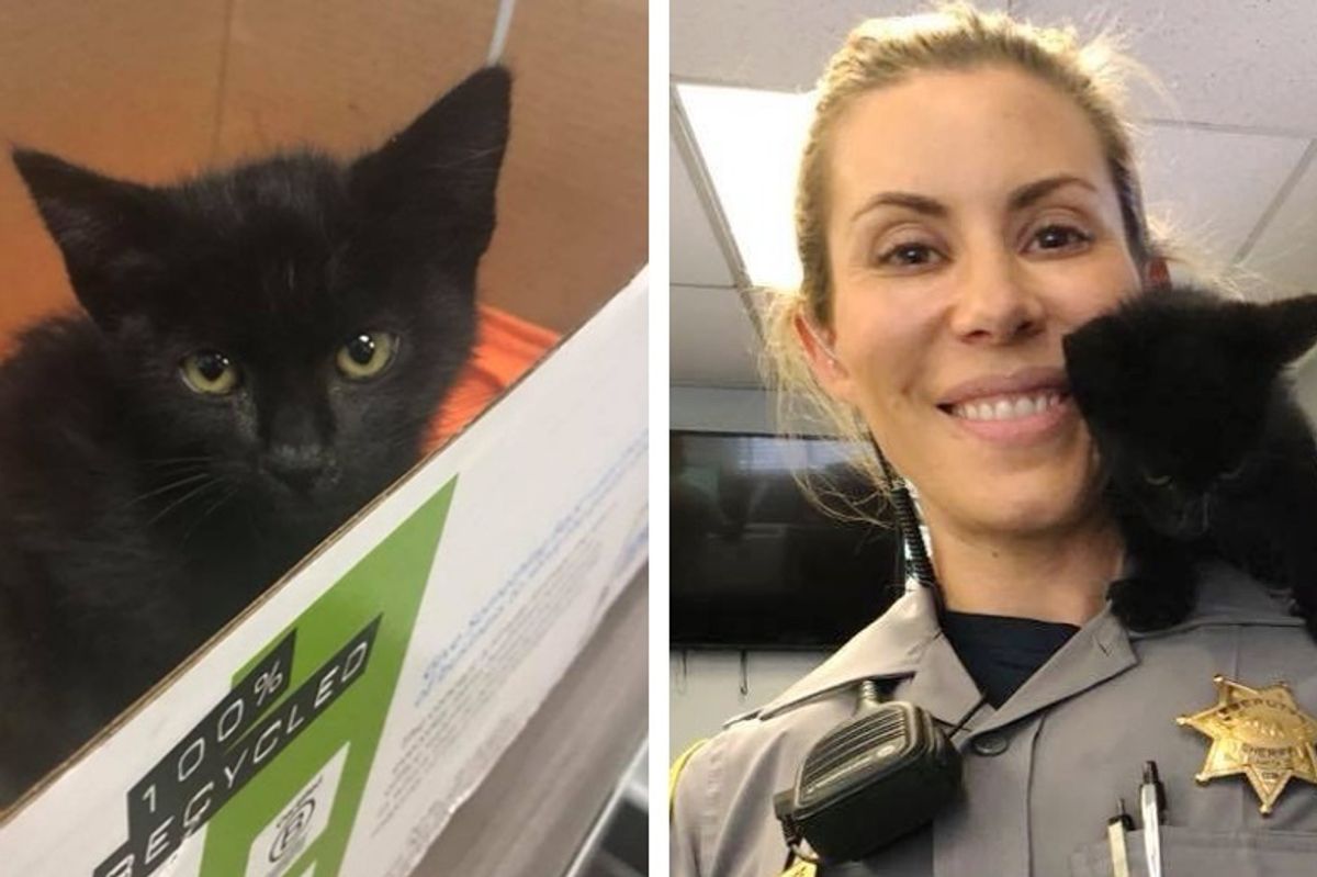 Kitten Wanders into Sheriff's Office, Decides to Stay and Wouldn't Take No for an Answer