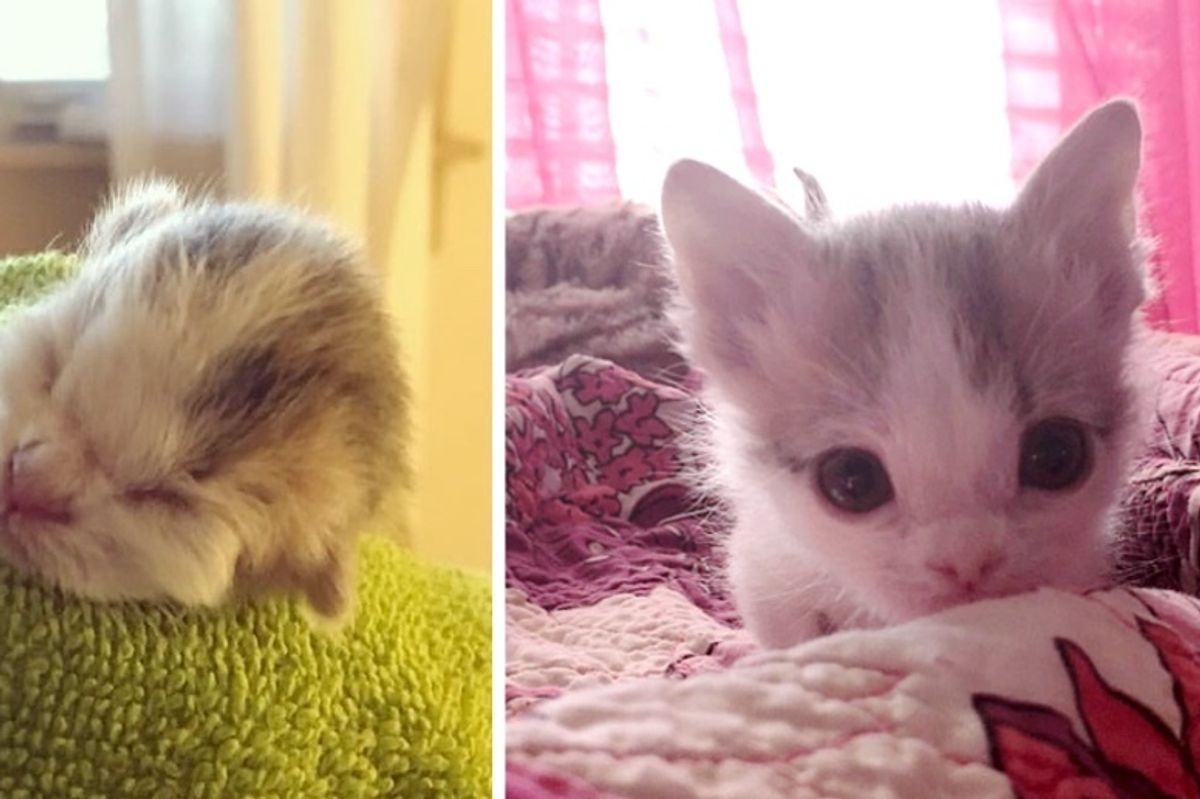 Kitten Abandoned at Birth Found Family that Saved Her Life Even Though Others Said She Might Not Survive