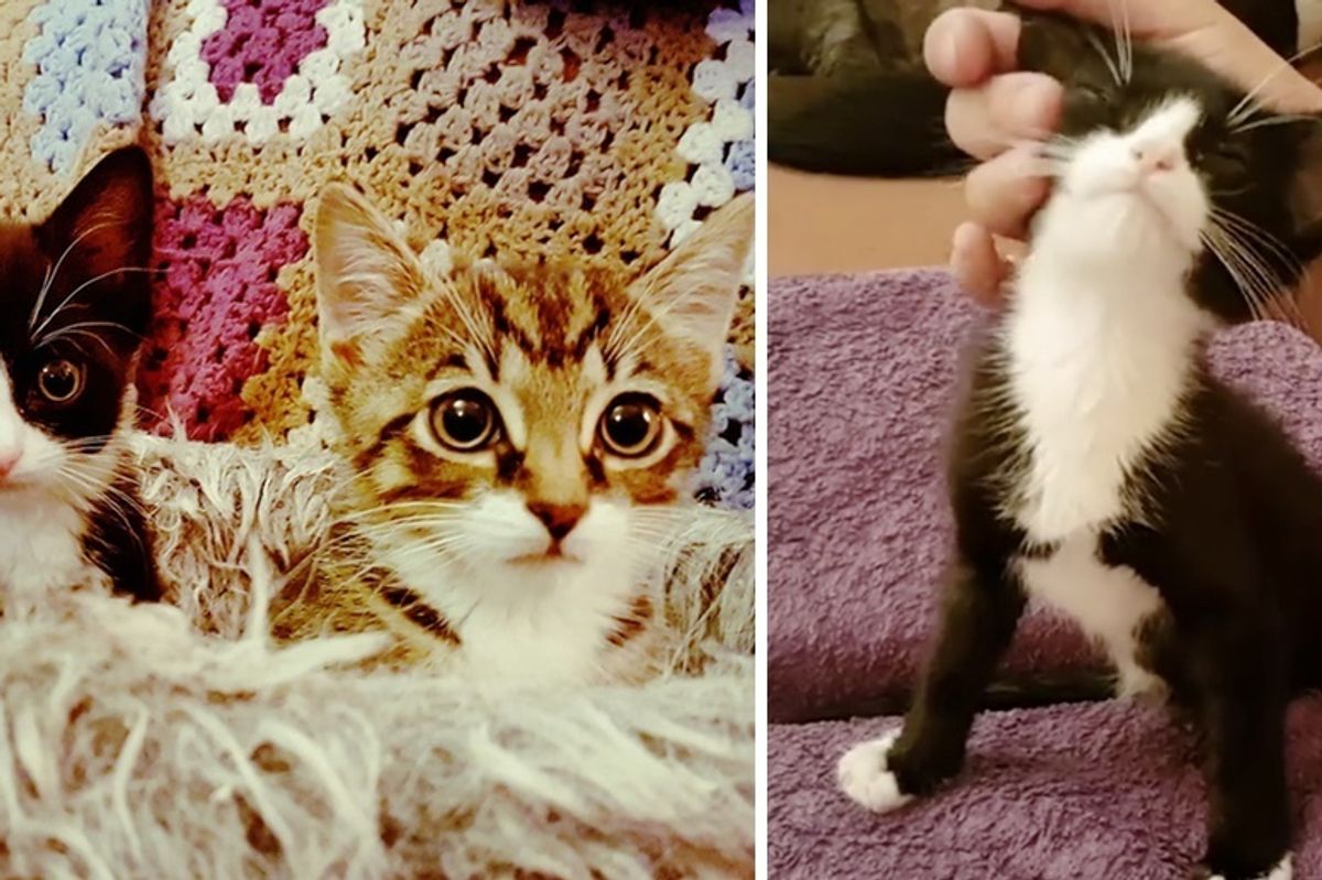 Kitten Brothers, Both Born with Just 2 Legs, Share an Incredible Bond