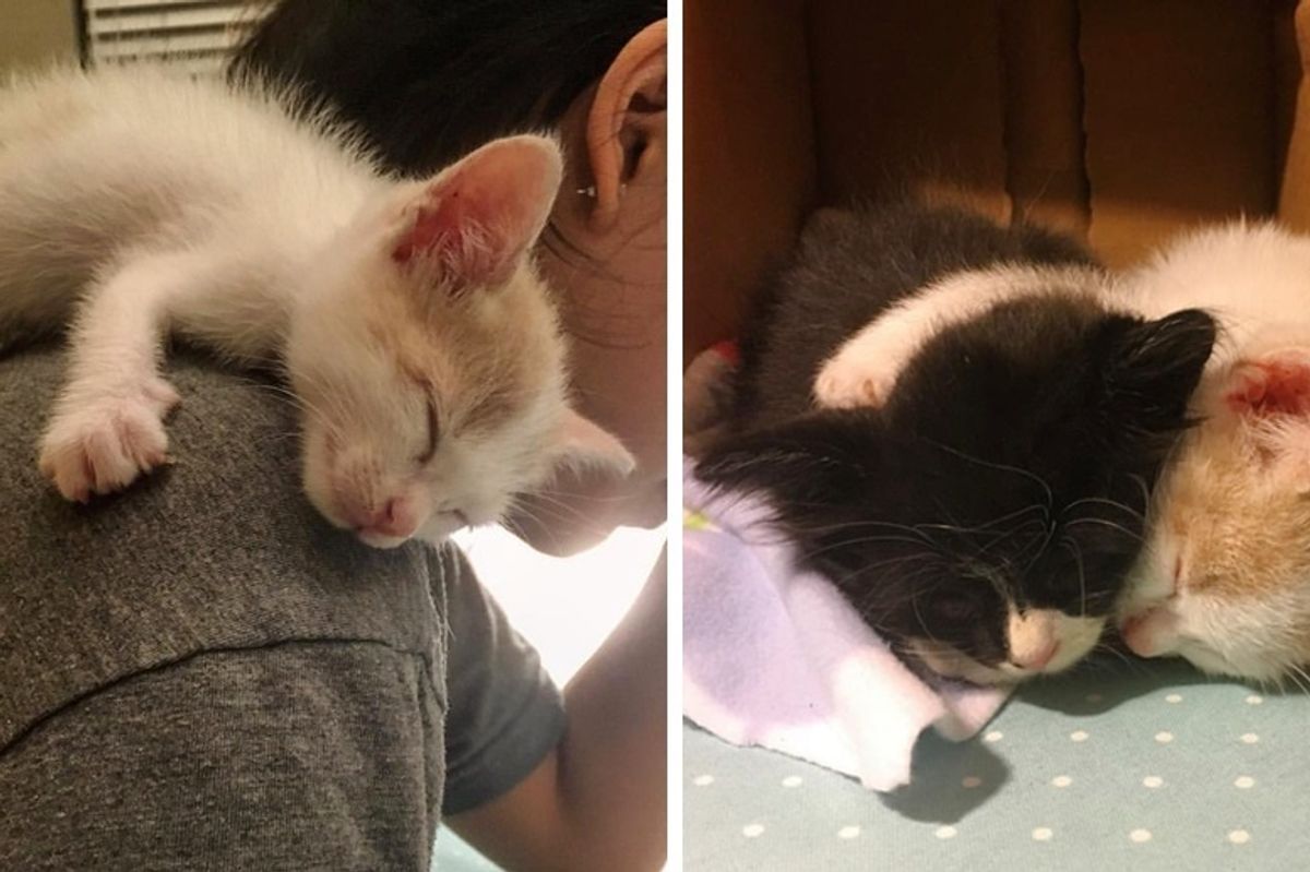 Rescued Kitten Clings to Everyone Until He Finds a Friend He’s Been Waiting For