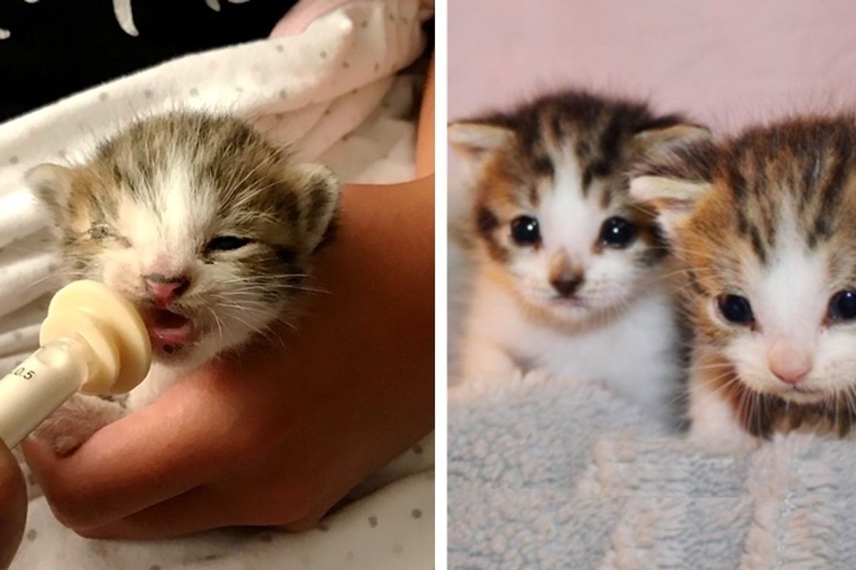 11-year-old Girl Rescues 2 Orphaned Kittens Just in Time and Becomes Their Foster Mom