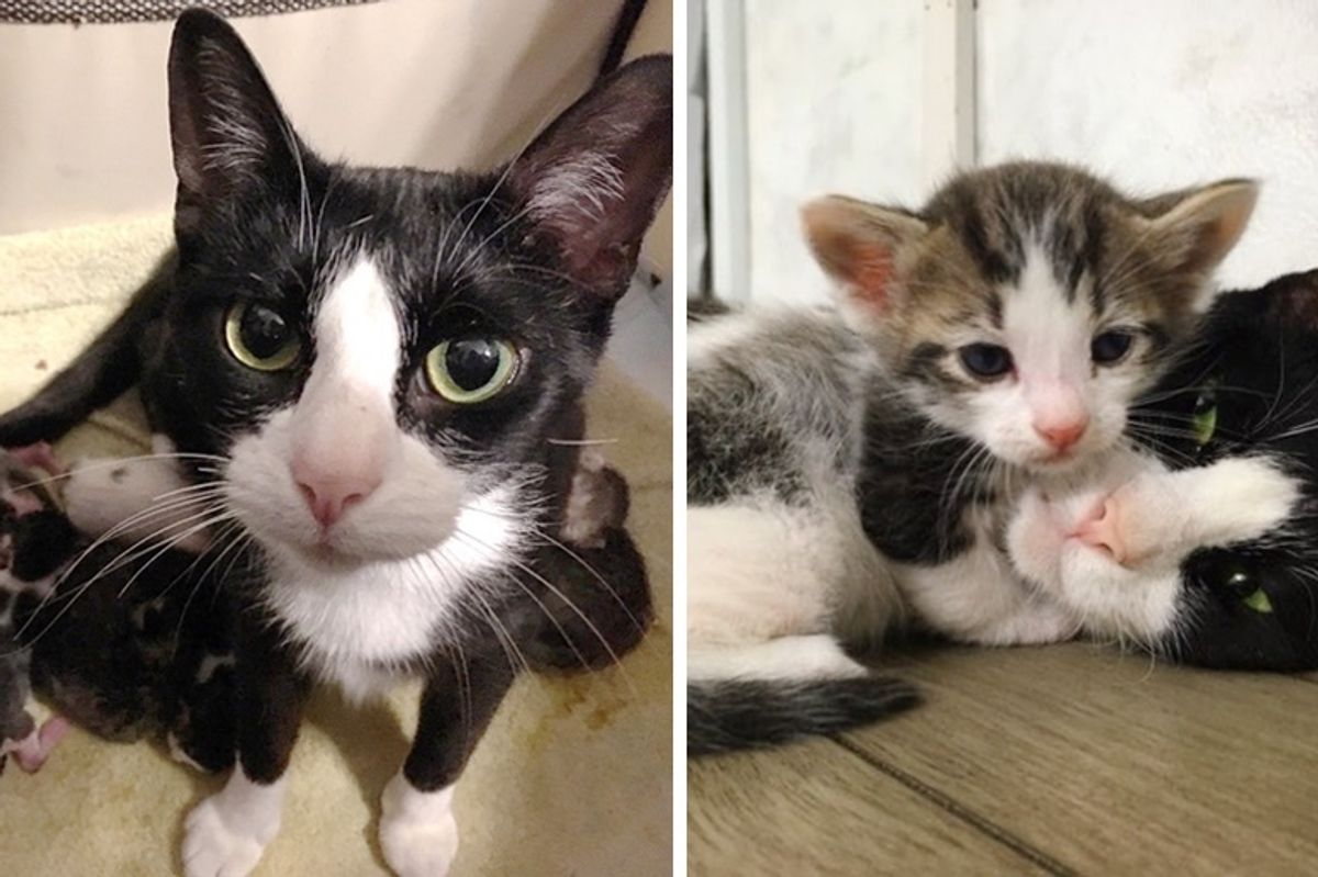 Cat Walks Up to Young Woman, Asking for Help for Her Kittens on the Way