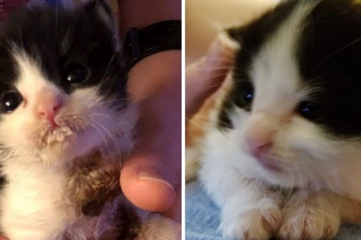 Kitten Brothers Found Abandoned in a Bush - One of Them Clings to Rescuer and Won't Let Go