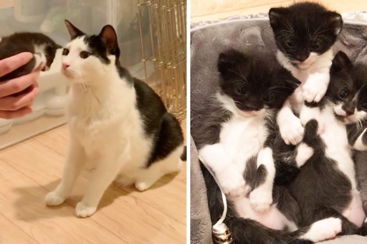 Cat Mama Finds Safe Home and Gets Help from Another Cat to Raise Her Kittens