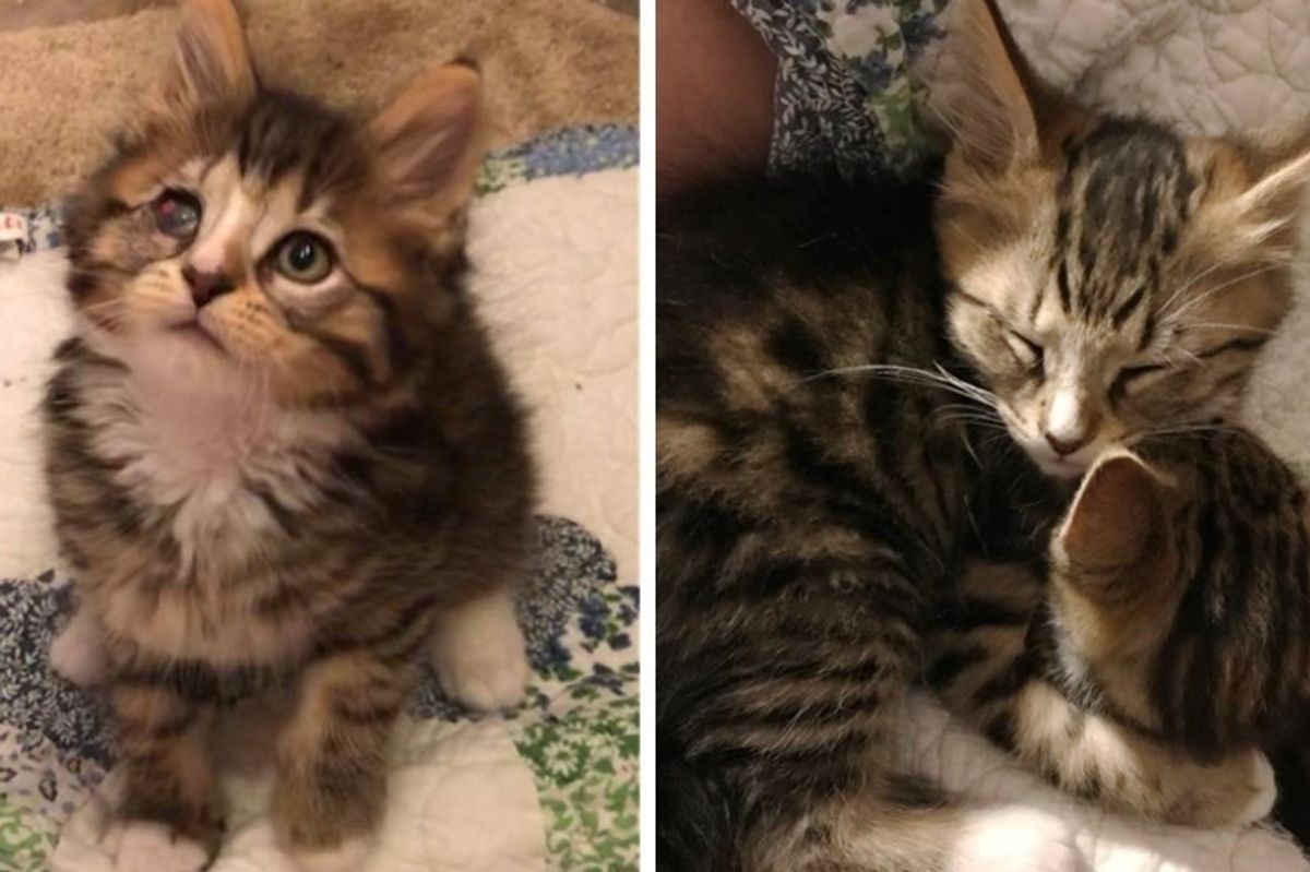 Kitten Comforts His Brother Who Lost an Eye - They Share an Incredible Bond