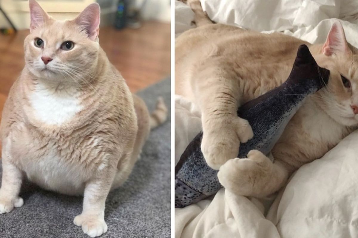 Couple Went to Shelter for a Kitten But Came Home with a Cat and a Mission to Help Him to Get Healthy