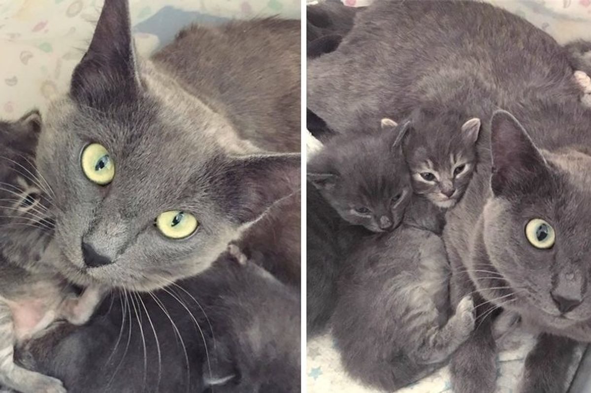 Scared Cat Mom Finds Love When Woman Gives Her Kittens Help and Comfort