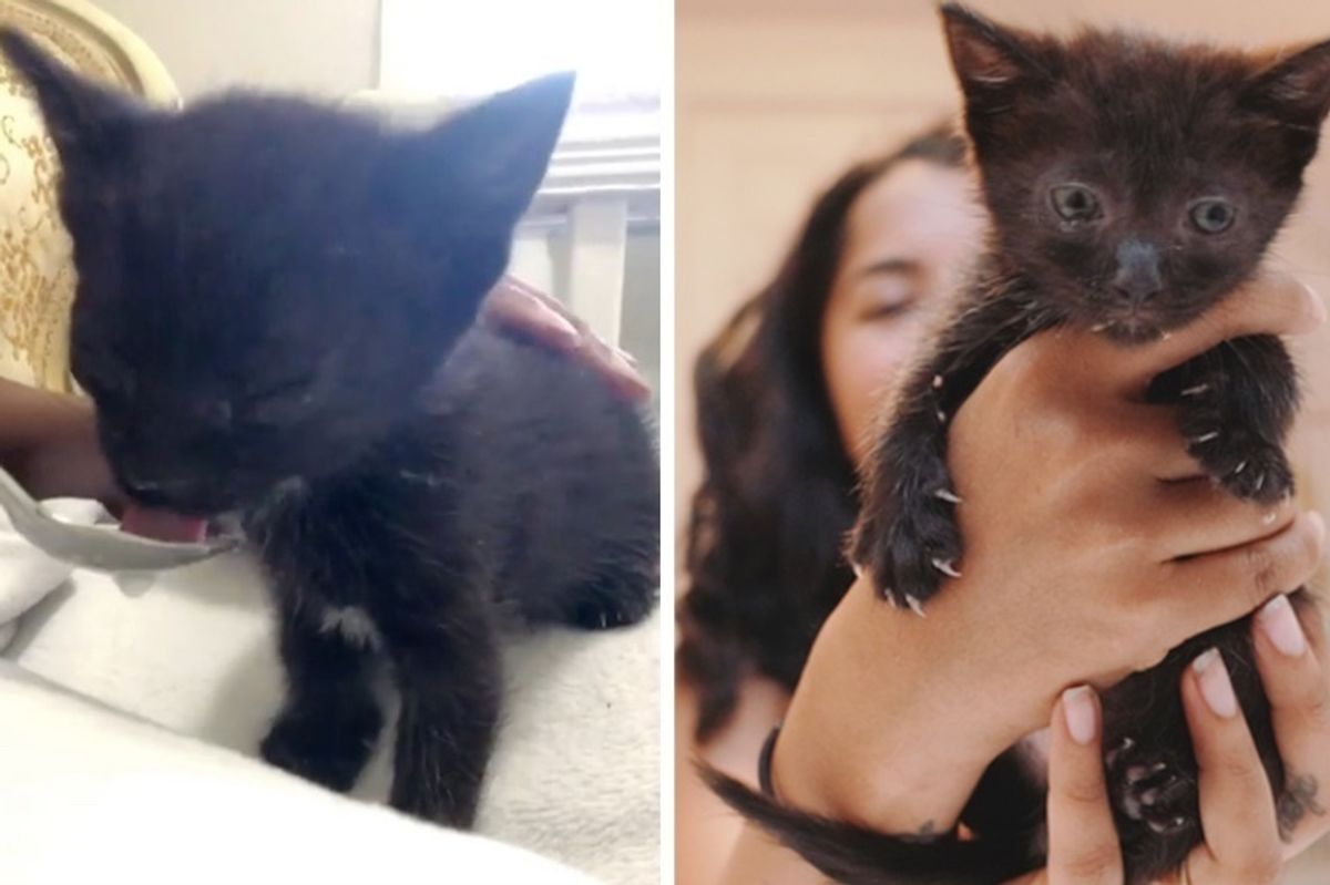 Kitten Found with Eyes Crusted Shut Gets Help to See Again