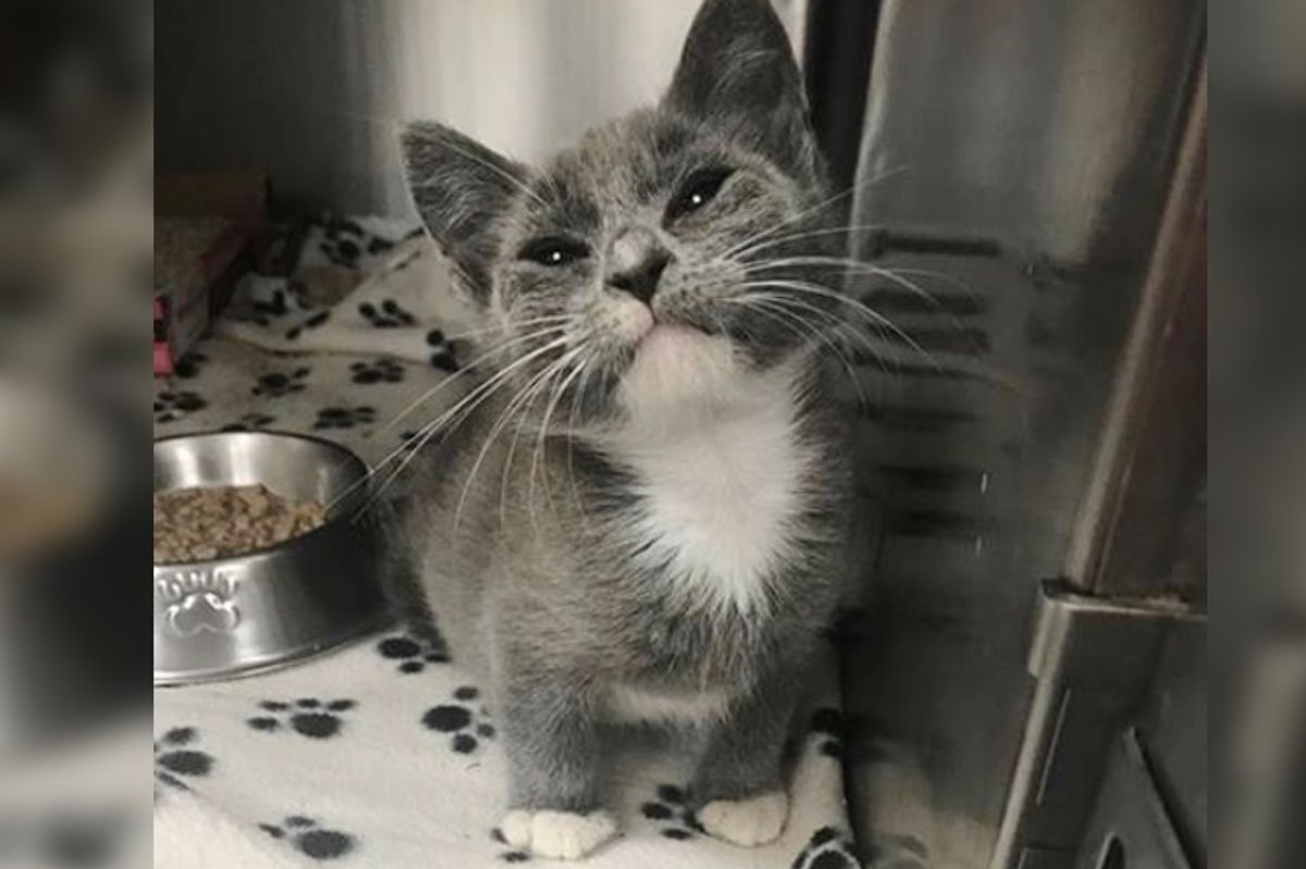 Woman Saves Shelter Kitten Who Can't Walk and Gets Him Help to Fix His Leg