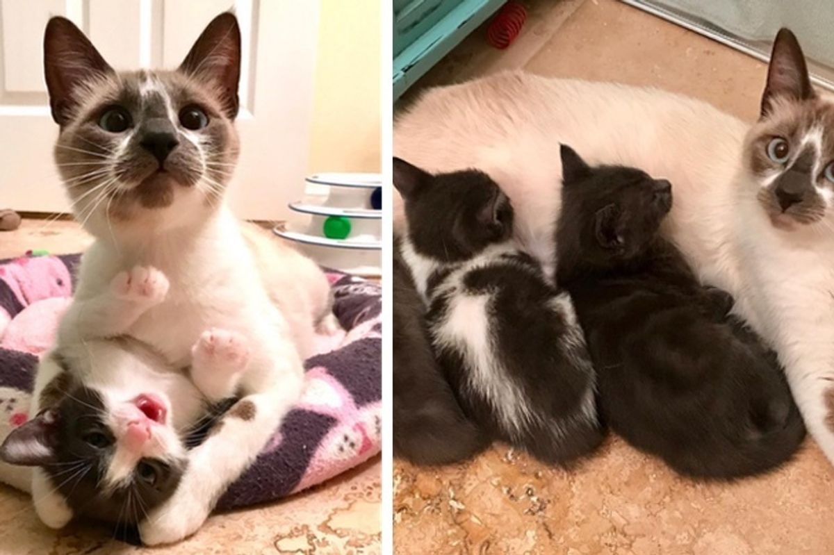 Cat Mom Refuses to Leave Her Kittens After Being Saved from Shelter