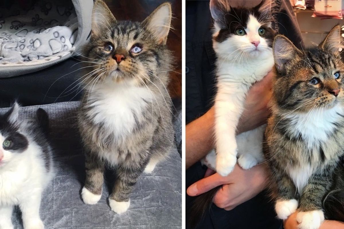 Kitten Becomes Seeing Eye Companion to Blind Cat Who Was Found on Streets Just Like Her