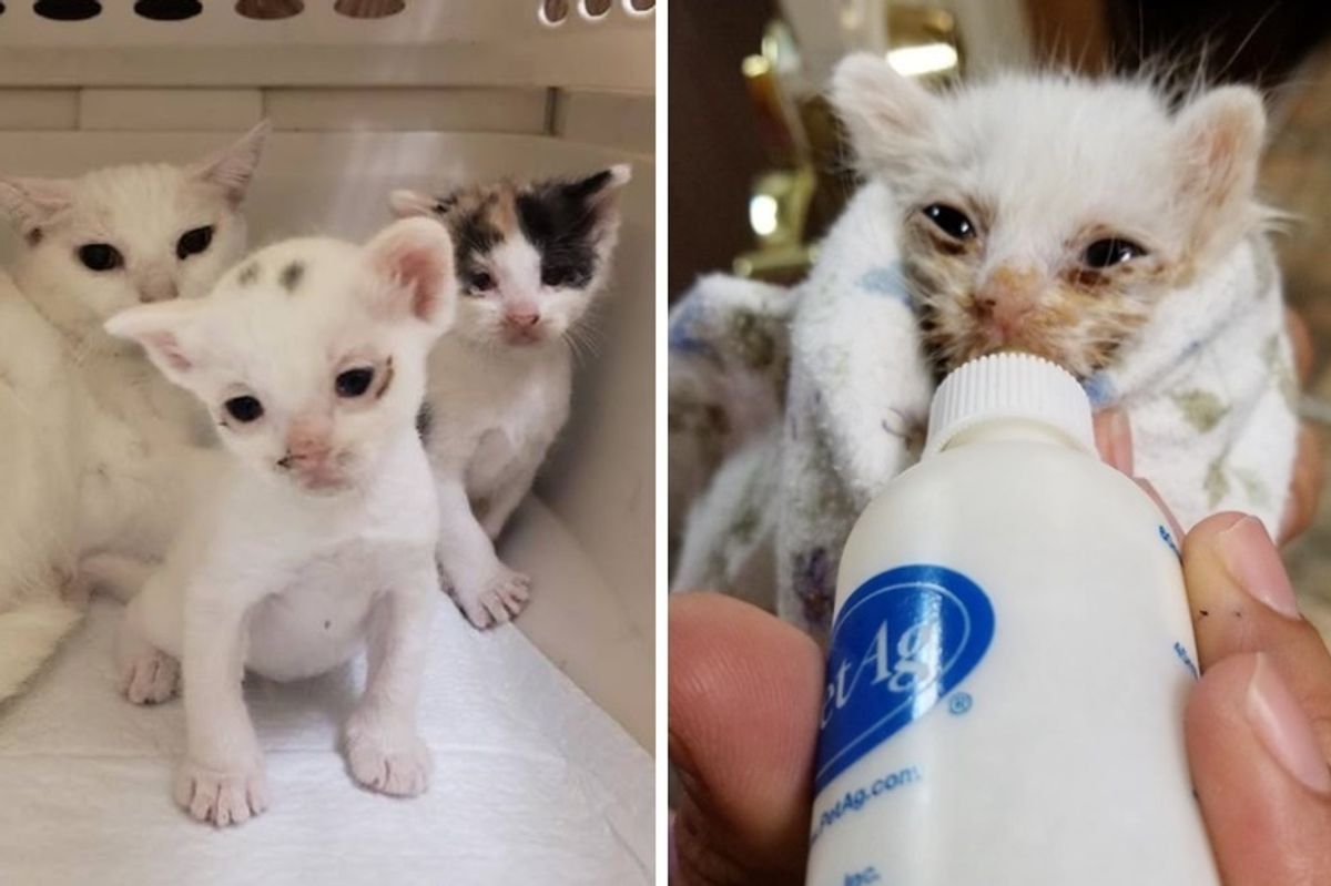 Runty Kitten Brought Back from the Brink After He Was Found Outside in Carrier Along with His Cat Family