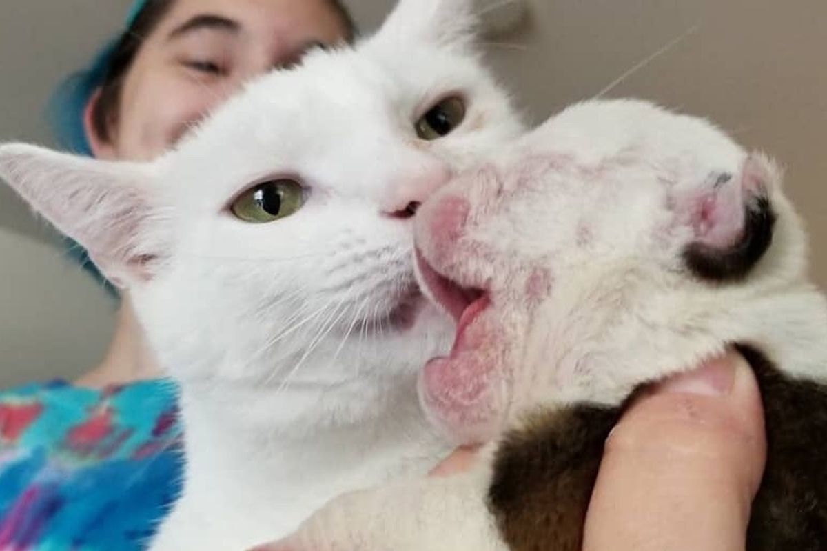 Nurturing Cat and Rescued Kittens Give Orphaned Puppy Love and Cuddles