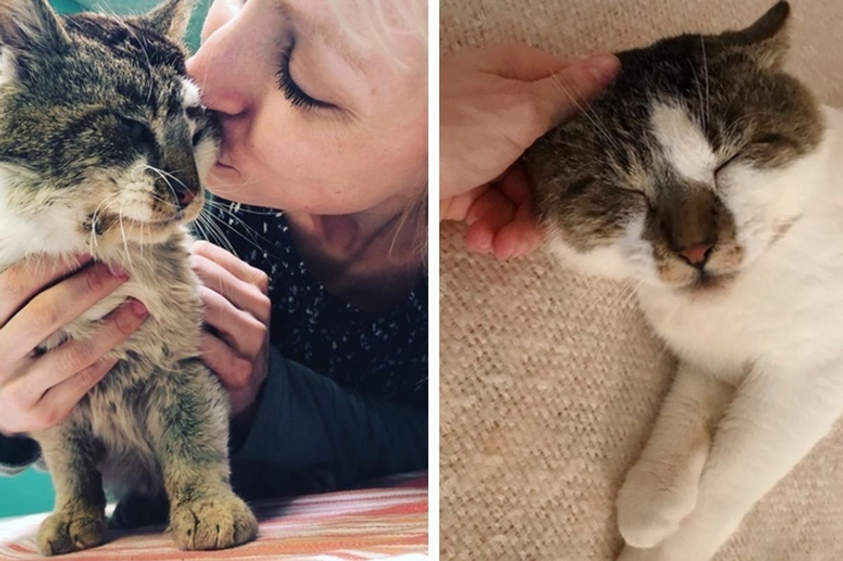 Cat Who Was Found Lying in the Street Finally Has What He's Been Waiting for