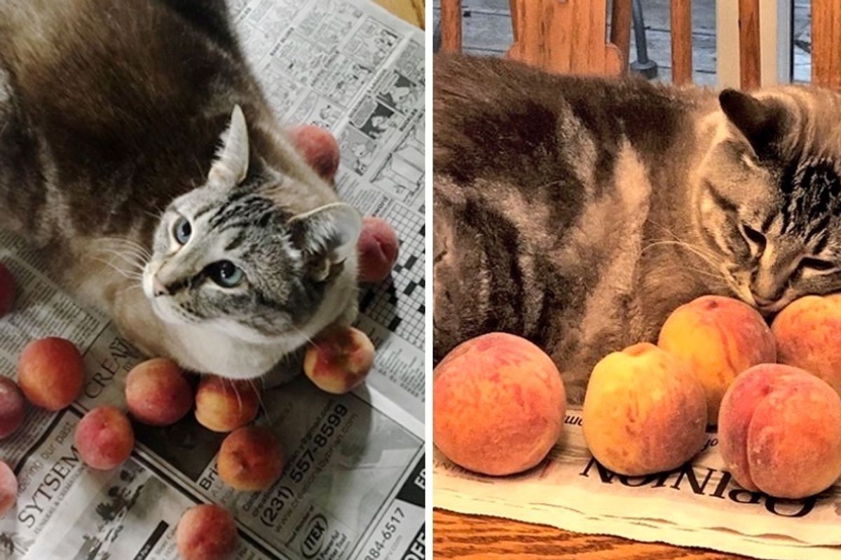 Family Adopts Kitten and Later Discovers His Love of Snuggling Peaches