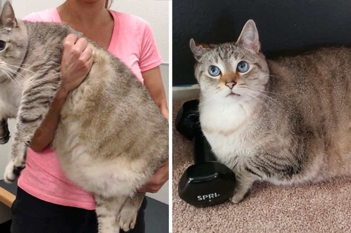 27-pound Cat Who Was Left in Box Outside Shelter, Finds Someone He's Been Waiting for