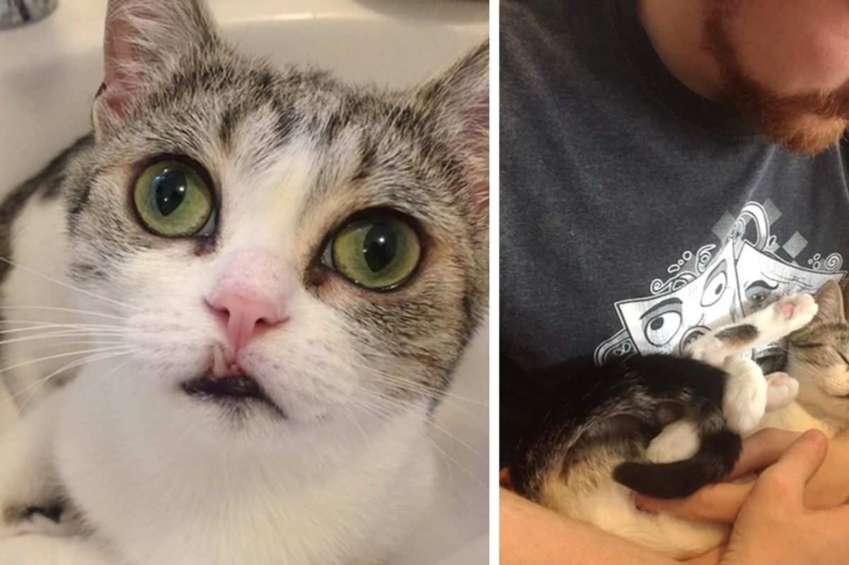 Cat with Snaggletooth Got Help for Her Surviving Kitten and Found Someone to Love
