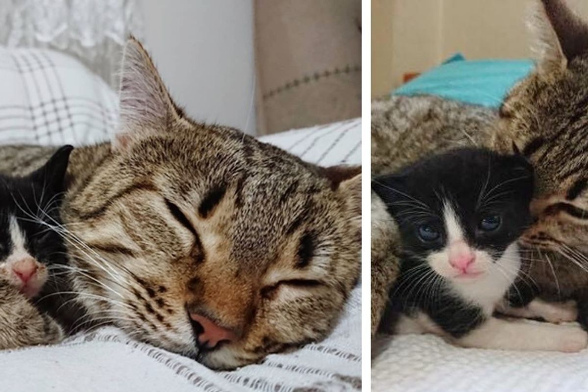 Cat Hears Orphaned Kittens' Cries, Comes Running and Becomes Their New Mom