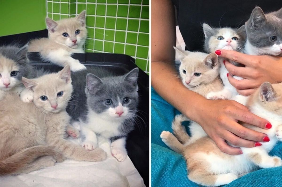 Kittens So Shy They Stay Huddled Up Together Until Woman Helps Them Trust With Group Hugs