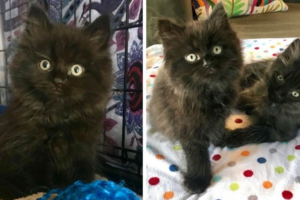 Rescued Kitten Needed a Friend So They Found Him a Brother From Another Mother