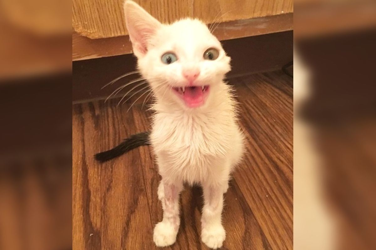 Kitten With One Ear Finds Someone Who Saved Her Life, and Follows Her Everywhere She Goes