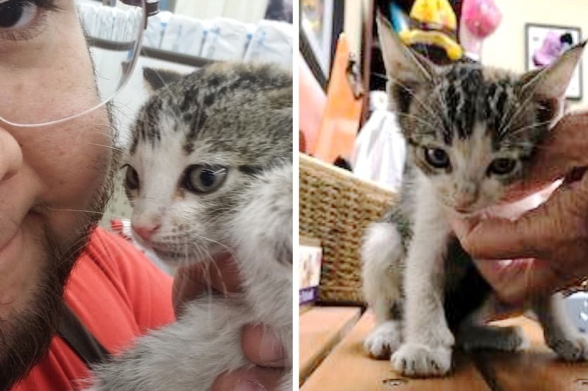 Kitten Who Was Abandoned at Store, Thinks This Bearded Man is Her Mom