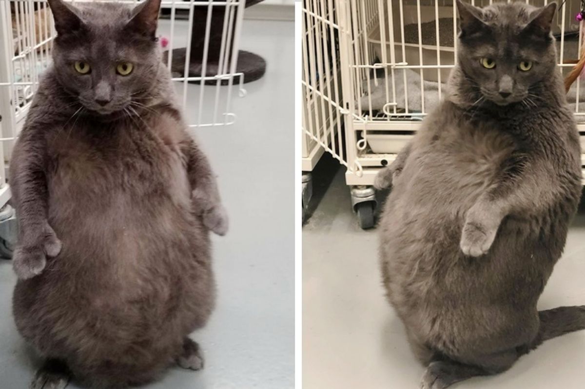 Cat Tries to Find a Home With His Special Quirks After He Came to Shelter In Need of Love